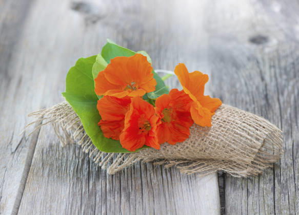 Great Nasturtium, Great Capuchin Cress, Nasturtium, Capuchin Kresse Tropaeolum majus , Nasturtium in a Vase with a Doily from Jute at a Wooden table Indian cress, Common nasturtium, Garden nasturtium Tropaeolum majus , nasturtiums in a Vase With a Jute doily ON a Wooden Table BLWS745554 Copyright: xblickwinkel C.xLesjakx