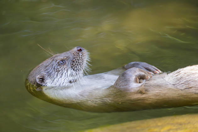 european Otter, Eurasian Otter, Otters Lutra Lutra , at the Backs floating, Half portrait, Germany, Bavaria European River otter, European Otter, EURASIAN Otter Lutra Lutra , Swimming ON its back, Half length portrait, Germany, Bavaria BLWS745613 Copyright: xblickwinkel D.xu.xM.xSheldonx