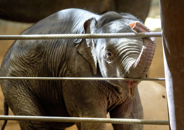 Two-month-old Asian baby elephant Linh Mai makes her public debut at the National Zoo in Washington, DC on Wednesday, April 15, 2026. The staff at the zoo have bottle-raised her since birth after her mother Nhi Linh rejected her. Another female elephant, Swarna, has stepped into the role of caring for Linh Mai.  WAS20260415103 PATxBENIC