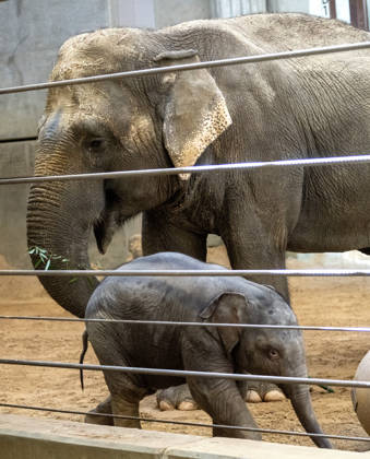 Two-month-old Asian baby elephant Linh Mai made her public debut at the National Zoo in Washington, DC on Wednesday, April 15, 2026. The staff at the zoo have bottle-raised her since birth after her mother Nhi Linh rejected her. Another female elephant, Swarna, has stepped into the role of caring for Linh Mai.  WAS20260415104 PATxBENIC
