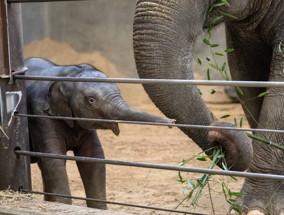 Two-month-old Asian baby elephant Linh Mai makes her public debut at the National Zoo in Washington, DC on Wednesday, April 15, 2026. The staff at the zoo have bottle-raised her since birth after her mother Nhi Linh rejected her. Another female elephant, Swarna, has stepped into the role of caring for Linh Mai.  WAS20260415105 PATxBENIC