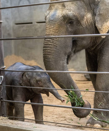 Two-month-old Asian baby elephant Linh Mai makes her public debut at the National Zoo in Washington, DC on Wednesday, April 15, 2026. The staff at the zoo have bottle-raised her since birth after her mother Nhi Linh rejected her. Another female elephant, Swarna, has stepped into the role of caring for Linh Mai.  WAS20260415106 PATxBENIC