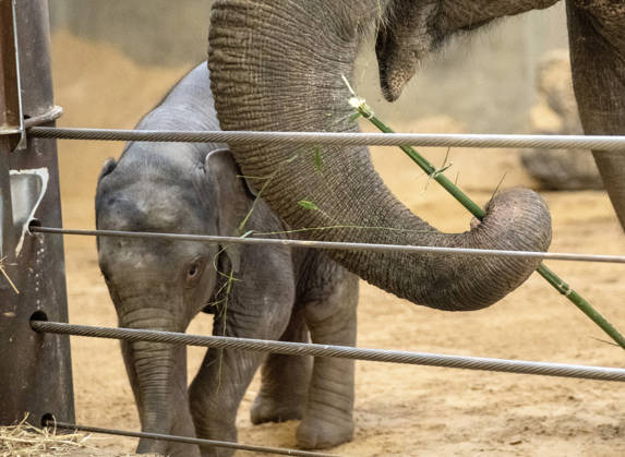 Two-month-old Asian baby elephant Linh Mai makes her public debut at the National Zoo in Washington, DC on Wednesday, April 15, 2026. The staff at the zoo have bottle-raised her since birth after her mother Nhi Linh rejected her. Another female elephant, Swarna, has stepped into the role of caring for Linh Mai.  WAS20260415112 PATxBENIC