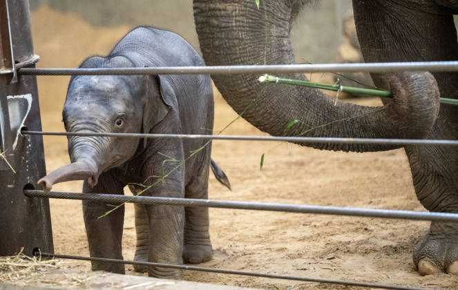 Two-month-old Asian baby elephant Linh Mai makes her public debut at the National Zoo in Washington, DC on Wednesday, April 15, 2026. The staff at the zoo have bottle-raised her since birth after her mother Nhi Linh rejected her. Another female elephant, Swarna, has stepped into the role of caring for Linh Mai.  WAS20260415113 PATxBENIC