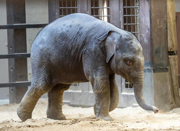 Two-month-old Asian baby elephant Linh Mai makes her public debut at the National Zoo in Washington, DC on Wednesday, April 15, 2026. The staff at the zoo have bottle-raised her since birth after her mother Nhi Linh rejected her. Another female elephant, Swarna, has stepped into the role of caring for Linh Mai.  WAS20260415117 PATxBENIC