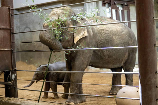 Two-month-old Asian baby elephant Linh Mai makes her public debut at the National Zoo in Washington, DC on Wednesday, April 15, 2026. The staff at the zoo have bottle-raised her since birth after her mother Nhi Linh rejected her. Another female elephant, Swarna, has stepped into the role of caring for Linh Mai.  WAS20260415119 PATxBENIC