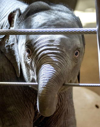 Two-month-old Asian baby elephant Linh Mai makes her public debut at the National Zoo in Washington, DC on Wednesday, April 15, 2026. The staff at the zoo have bottle-raised her since birth after her mother Nhi Linh rejected her. Another female elephant, Swarna, has stepped into the role of caring for Linh Mai.  WAS20260415101 PATxBENIC