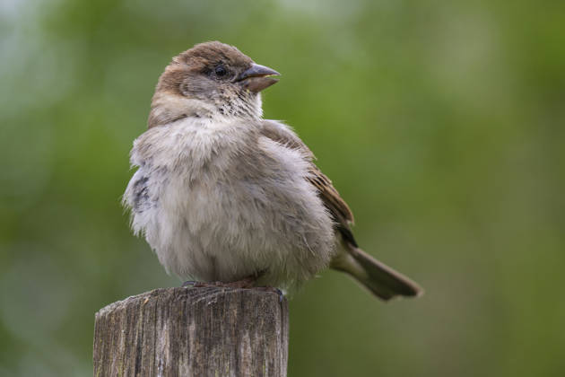 A house sparrow Passer domesicos in Berlin Friedrichsfelde
