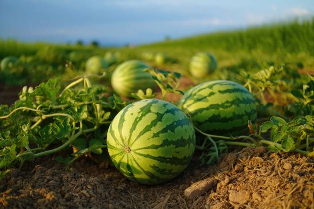 Grüne Wassermelonen auf dem Feld, Nahaufnahme des Fotos. Sommer Green watermelons in the field, closeup of photo. (License=RF) Copyright: xZoonar.com HalinaxKarpisonavax 24861724