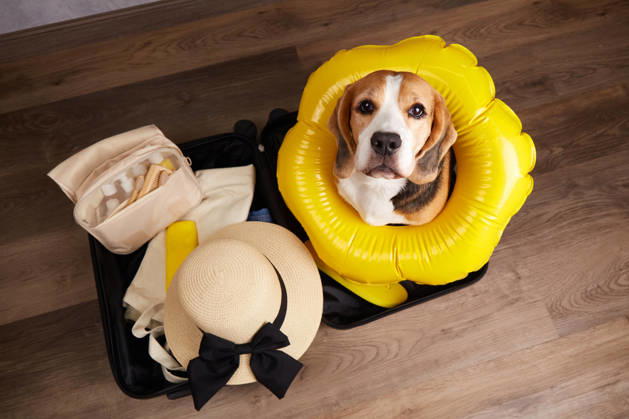 Ein Beagle sitzt in einem Koffer voller Sachen und einem Schwimmring und macht sich bereit für einen Sommerurlaub am Meer. Ein Beagle sitzt in einem Koffer voller Sachen und einem Schwimmring und macht sich bereit für einen Sommerurlaub am Meer. (License=RF) Copyright: xZoonar.com ViktoryaxxTelminovax 24858413