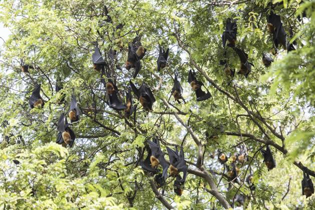 Wilde Fledermäuse im Park am Wat Pho Bang Khla in der Nähe der Stadt Müang Chachoengsao in der Provinz Chachoengsao in Thailand. Thailand, Chachoengsao, 4. November 2023 Wild Bats in the Park at Wat Pho Bang Khla near city Mueang Chachoengsao City in Province of Chachoengsao in Thailand. Thailand, Chachoengsao, November, 4, 2023 Copyright: imageBROKER URS ibxiqx17086039.jpg