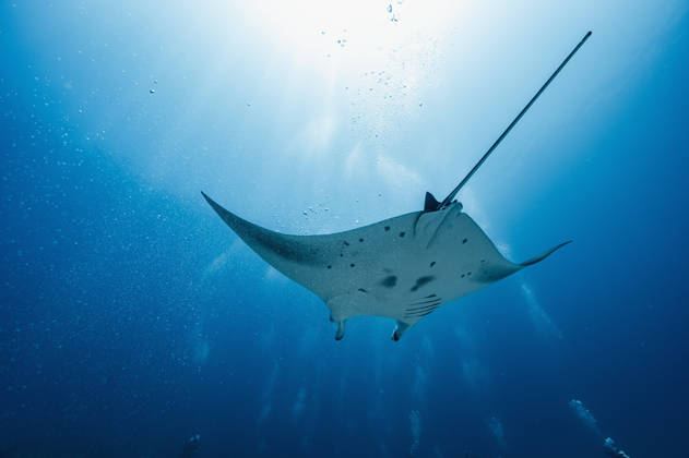 Creative Highlights World Manta ray at the Indian Ocean in the southern Maldives Addu City, Addu City, Maldives CR_THHE260417B-1979371-01