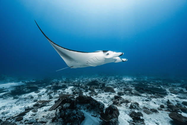 Manta ray at the Indian Ocean in the southern Maldives Addu City, Addu City, Maldives CR_THHE260417B-1979373-01