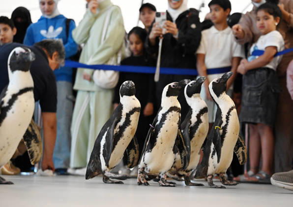 (260421) -- HAWALLI GOVERNORATE, April 21, 2026 -- People participate in a Penguin Walk interactive activity under staff guidance at the Scientific Center in Hawalli Governorate, Kuwait, April 21, 2026. The Scientific Center of Kuwait has recently launched a Penguin Walk interactive program, allowing visitors to observe penguins up close under staff supervision while learning about their habits and marine conservation. (Photo by Xinhua) KUWAIT-HAWALLI GOVERNORATE-PENGUIN WALK EXPERIENCE Asad 