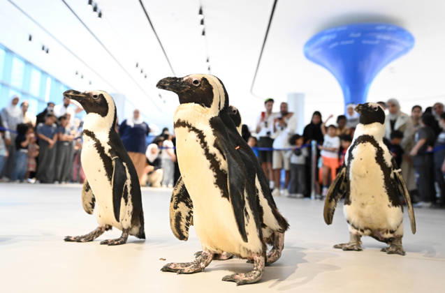 (260421) -- HAWALLI GOVERNORATE, April 21, 2026 -- Penguins are pictured during a Penguin Walk interactive activity at the Scientific Center in Hawalli Governorate, Kuwait, April 21, 2026. The Scientific Center of Kuwait has recently launched a Penguin Walk interactive program, allowing visitors to observe penguins up close under staff supervision while learning about their habits and marine conservation. (Photo by Xinhua) KUWAIT-HAWALLI GOVERNORATE-PENGUIN WALK EXPERIENCE Asad 