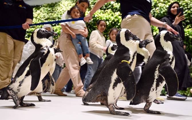 (260421) -- HAWALLI GOVERNORATE, April 21, 2026 -- Penguins are pictured during a Penguin Walk interactive activity at the Scientific Center in Hawalli Governorate, Kuwait, April 21, 2026. The Scientific Center of Kuwait has recently launched a Penguin Walk interactive program, allowing visitors to observe penguins up close under staff supervision while learning about their habits and marine conservation. (Photo by Xinhua) KUWAIT-HAWALLI GOVERNORATE-PENGUIN WALK EXPERIENCE Asad 