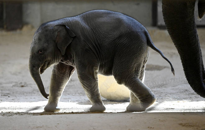 Baby Asian Elephant Makes Her Debut At The National Zoo In Washington DC Linh Mai, a 2-month-old Asian elephant, wanders her enclosure with a female elephant Swarna at the Smithsonian National Zoological Park on April 22, 2026 in Washington, DC. The new elephant was born February 2nd and is the first Asian elephant born at the zoo in 25 years. Photo by Olivier Douliery ABACAPRESS.COM Washington DC United States  Copyright: xDoulieryxOlivier ABACAx
