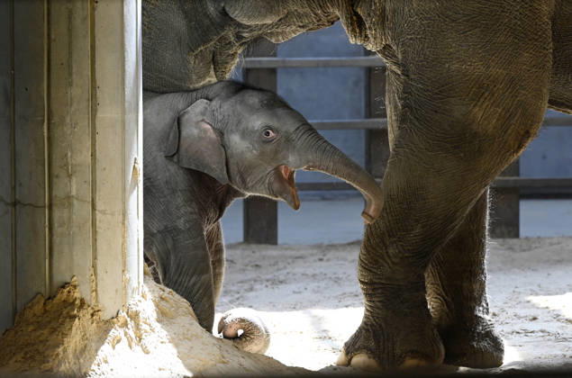 Baby Asian Elephant Makes Her Debut At The National Zoo In Washington DC Linh Mai, a 2-month-old Asian elephant, wanders her enclosure with a female elephant Swarna at the Smithsonian National Zoological Park on April 22, 2026 in Washington, DC. The new elephant was born February 2nd and is the first Asian elephant born at the zoo in 25 years. Photo by Olivier Douliery ABACAPRESS.COM Washington DC United States  Copyright: xDoulieryxOlivier ABACAx