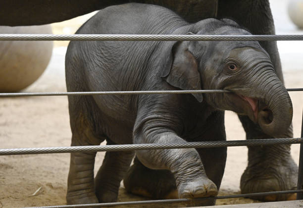 Baby Asian Elephant Makes Her Debut At The National Zoo In Washington DC Linh Mai, a 2-month-old Asian elephant, wanders her enclosure with a female elephant Swarna at the Smithsonian National Zoological Park on April 22, 2026 in Washington, DC. The new elephant was born February 2nd and is the first Asian elephant born at the zoo in 25 years. Photo by Olivier Douliery ABACAPRESS.COM Washington DC United States  Copyright: xDoulieryxOlivier ABACAx