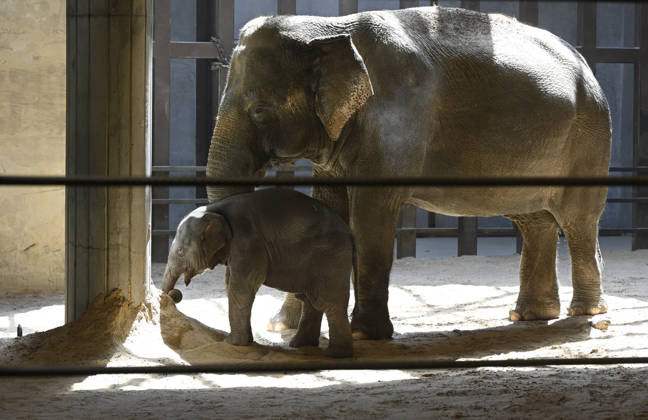 Baby Asian Elephant Makes Her Debut At The National Zoo In Washington DC Linh Mai, a 2-month-old Asian elephant, wanders her enclosure with a female elephant Swarna at the Smithsonian National Zoological Park on April 22, 2026 in Washington, DC. The new elephant was born February 2nd and is the first Asian elephant born at the zoo in 25 years. Photo by Olivier Douliery ABACAPRESS.COM Washington DC United States  Copyright: xDoulieryxOlivier ABACAx