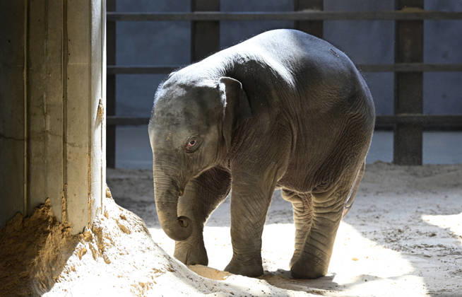 Baby Asian Elephant Makes Her Debut At The National Zoo In Washington DC Linh Mai, a 2-month-old Asian elephant, wanders her enclosure with a female elephant Swarna at the Smithsonian National Zoological Park on April 22, 2026 in Washington, DC. The new elephant was born February 2nd and is the first Asian elephant born at the zoo in 25 years. Photo by Olivier Douliery ABACAPRESS.COM Washington DC United States  Copyright: xDoulieryxOlivier ABACAx