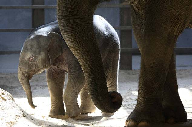 Baby Asian Elephant Makes Her Debut At The National Zoo In Washington DC Linh Mai, a 2-month-old Asian elephant, wanders her enclosure with a female elephant Swarna at the Smithsonian National Zoological Park on April 22, 2026 in Washington, DC. The new elephant was born February 2nd and is the first Asian elephant born at the zoo in 25 years. Photo by Olivier Douliery ABACAPRESS.COM Washington DC United States  Copyright: xDoulieryxOlivier ABACAx