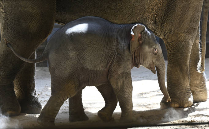 Baby Asian Elephant Makes Her Debut At The National Zoo In Washington DC Linh Mai, a 2-month-old Asian elephant, wanders her enclosure with a female elephant Swarna at the Smithsonian National Zoological Park on April 22, 2026 in Washington, DC. The new elephant was born February 2nd and is the first Asian elephant born at the zoo in 25 years. Photo by Olivier Douliery ABACAPRESS.COM Washington DC United States  Copyright: xDoulieryxOlivier ABACAx