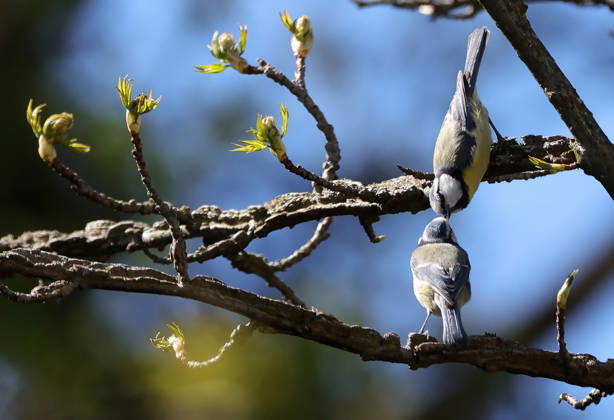 14 04 2026, Wildlife in the garden, Munich , in the picture blue tits feeding themselves
