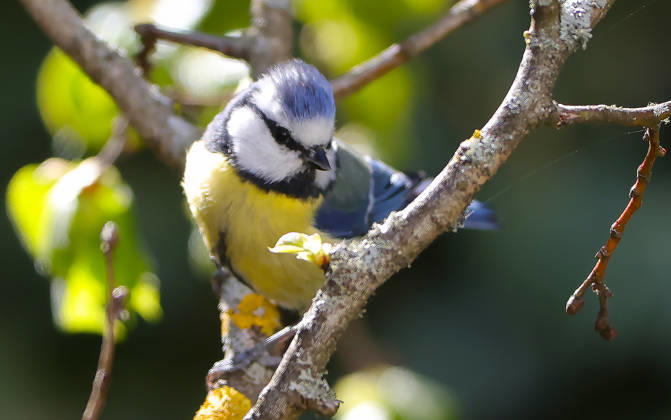 14 04 2026, Wildlife in the garden, Munich , in the picture blue tit