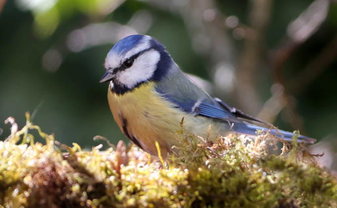 14 04 2026, Wildlife in the garden, Munich , in the picture blue tit