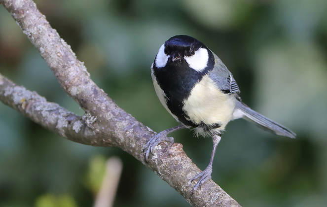 14 04 2026, Wildlife in the garden, Munich , in the picture great tit
