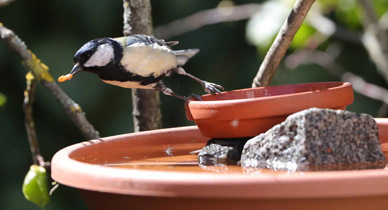14 04 2026, Wildlife in the garden, Munich , in the picture great tit at the feeding place