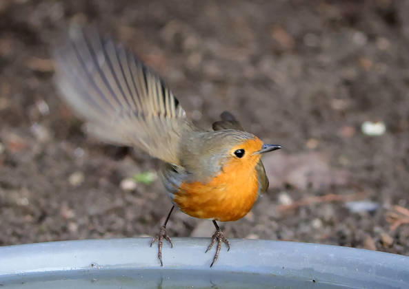 14 04 2026, Wildlife in the garden, Munich , in the picture robin