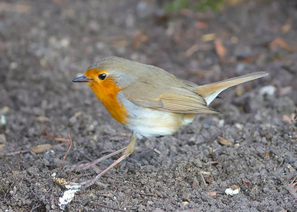 14 04 2026, Wildlife in the garden, Munich , in the picture robin