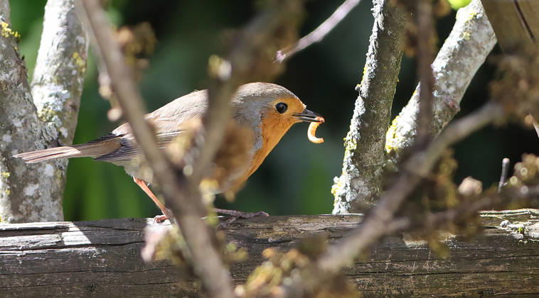 14 04 2026, Wildlife in the garden, Munich , in the picture robin