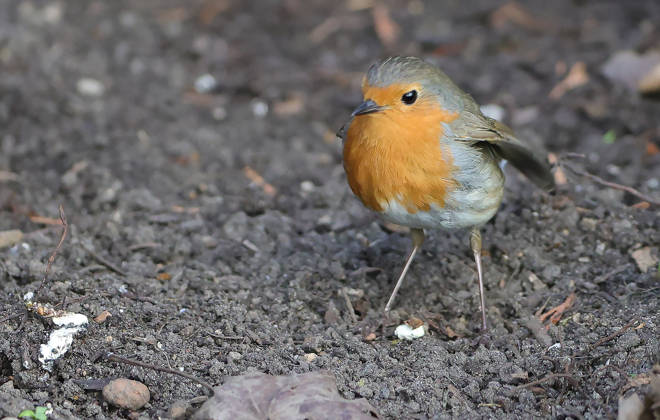 14 04 2026, Wildlife in the garden, Munich , in the picture robin