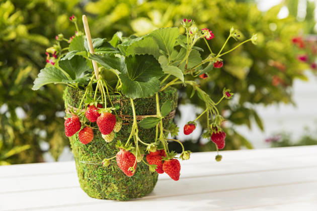 Ripe strawberries growing in mossy pot for urban balcony gardening property released, GWF08474