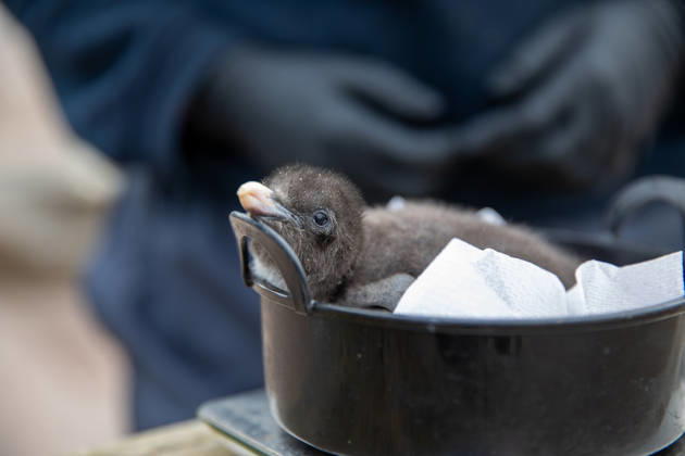VIDEO: Adorable penguin chicks no bigger than a KIWI fruit hatch at zoo Story from Jam Press (Kiwi Penguins Born) Pictured: One of the baby Northern rockhopper penguin chicks. VIDEO: Adorable penguin chicks no bigger than a KIWI fruit hatch at zoo Two adorable penguin chicks weighing no more than a kiwi have been born at Edinburgh zoo. The tiny newcomers tipped the scales at just 63g and 95g, instantly melting the hearts of keepers with their contrasting personalities. Born to parents Bruce and Pinhead, and Wesley and Penny, the Northern rockhopper chicks hatched in time for World Penguin Day (25 April). The fluffy pair are being closely monitored during their first few weeks, with daily weigh-ins to ensure they stay healthy, creatorz  Copyright: xJamxPress RZSS