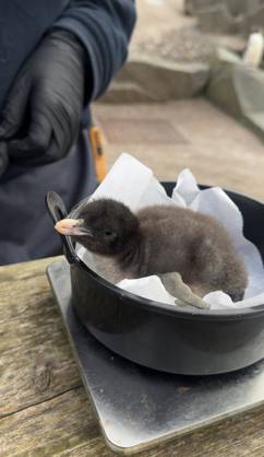 VIDEO: Adorable penguin chicks no bigger than a KIWI fruit hatch at zoo Story from Jam Press (Kiwi Penguins Born) Pictured: A video grab of one of the baby Northern rockhopper penguin chicks being weighed. VIDEO: Adorable penguin chicks no bigger than a KIWI fruit hatch at zoo Two adorable penguin chicks weighing no more than a kiwi have been born at Edinburgh zoo. The tiny newcomers tipped the scales at just 63g and 95g, instantly melting the hearts of keepers with their contrasting personalities. Born to parents Bruce and Pinhead, and Wesley and Penny, the Northern rockhopper chicks hatched in time for World Penguin Day (25 April). The fluffy pair are being closely monitored during their first few weeks, with daily weigh-ins to ensu  Copyright: xJamxPress RZSS