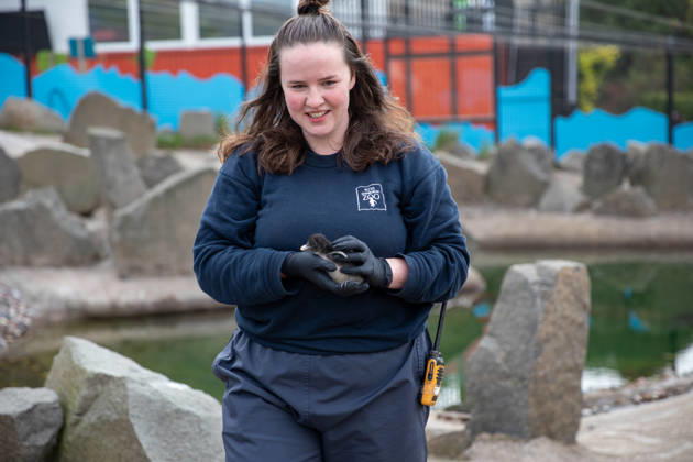 VIDEO: Adorable penguin chicks no bigger than a KIWI fruit hatch at zoo Story from Jam Press (Kiwi Penguins Born) Pictured: One of the baby Northern rockhopper penguin chicks. VIDEO: Adorable penguin chicks no bigger than a KIWI fruit hatch at zoo Two adorable penguin chicks weighing no more than a kiwi have been born at Edinburgh zoo. The tiny newcomers tipped the scales at just 63g and 95g, instantly melting the hearts of keepers with their contrasting personalities. Born to parents Bruce and Pinhead, and Wesley and Penny, the Northern rockhopper chicks hatched in time for World Penguin Day (25 April). The fluffy pair are being closely monitored during their first few weeks, with daily weigh-ins to ensure they stay healthy, creatorz  Copyright: xJamxPress RZSS