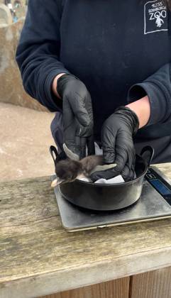 VIDEO: Adorable penguin chicks no bigger than a KIWI fruit hatch at zoo Story from Jam Press (Kiwi Penguins Born) Pictured: A video grab of one of the baby Northern rockhopper penguin chicks being weighed. VIDEO: Adorable penguin chicks no bigger than a KIWI fruit hatch at zoo Two adorable penguin chicks weighing no more than a kiwi have been born at Edinburgh zoo. The tiny newcomers tipped the scales at just 63g and 95g, instantly melting the hearts of keepers with their contrasting personalities. Born to parents Bruce and Pinhead, and Wesley and Penny, the Northern rockhopper chicks hatched in time for World Penguin Day (25 April). The fluffy pair are being closely monitored during their first few weeks, with daily weigh-ins to ensu  Copyright: xJamxPress RZSS
