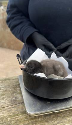VIDEO: Adorable penguin chicks no bigger than a KIWI fruit hatch at zoo Story from Jam Press (Kiwi Penguins Born) Pictured: A video grab of one of the baby Northern rockhopper penguin chicks being weighed. VIDEO: Adorable penguin chicks no bigger than a KIWI fruit hatch at zoo Two adorable penguin chicks weighing no more than a kiwi have been born at Edinburgh zoo. The tiny newcomers tipped the scales at just 63g and 95g, instantly melting the hearts of keepers with their contrasting personalities. Born to parents Bruce and Pinhead, and Wesley and Penny, the Northern rockhopper chicks hatched in time for World Penguin Day (25 April). The fluffy pair are being closely monitored during their first few weeks, with daily weigh-ins to ensu  Copyright: xJamxPress RZSS