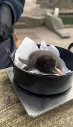 VIDEO: Adorable penguin chicks no bigger than a KIWI fruit hatch at zoo Story from Jam Press (Kiwi Penguins Born) Pictured: A video grab of one of the baby Northern rockhopper penguin chicks being weighed. VIDEO: Adorable penguin chicks no bigger than a KIWI fruit hatch at zoo Two adorable penguin chicks weighing no more than a kiwi have been born at Edinburgh zoo. The tiny newcomers tipped the scales at just 63g and 95g, instantly melting the hearts of keepers with their contrasting personalities. Born to parents Bruce and Pinhead, and Wesley and Penny, the Northern rockhopper chicks hatched in time for World Penguin Day (25 April). The fluffy pair are being closely monitored during their first few weeks, with daily weigh-ins to ensu  Copyright: xJamxPress RZSS