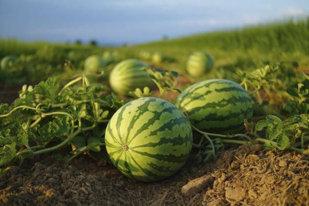 Grüne Wassermelonen auf dem Feld, Nahaufnahme des Fotos Green watermelons in the field, closeup of photo Copyright: imageBROKER HalinaxKarpisonava ibxiqx17288957