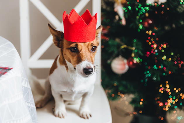 Ein festlich geschmückter Jack-Russell-Terrier mit roter Papierkrone sitzt neben dem Weihnachtsbaum und posiert für die Kamera. Symbol für das neue Jahr. Kleines Haustier posiert vor einem geschmückten Neujahrsbaum. Terrier mit traurigem Gesichtsausdruck Festive jack russell dog in red paper crown sits near Christmas tree, poses at camera. Symbol of New Year. Small pet poses against decorated New Year tree. Terrier with sad expression (License=RF) Copyright: xZoonar.com ViorelxKurnosovx 24961268