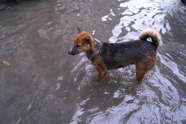 May 1, 2026, Dhaka, Dhaka, Bangladesh: DHAKA, BANGLADESH †May 1, 2026: After several hours of continuous rainfall, many small and major roads across the capital Dhaka were submerged, with water levels ranging from knee-deep to waist-deep in some areas. People forced to leave their homes for work faced severe difficulties, disrupting normal city life. Stray dogs and other animals were also left vulnerable in the flooded conditions. In many cases, clogged manholes filled with plastic waste and debris obstructed drainage systems, leading to widespread waterlogging. Dhaka Bangladesh - ZUMAk185 20260501_zip_k185_038 Copyright: xRubelxKarmakerx