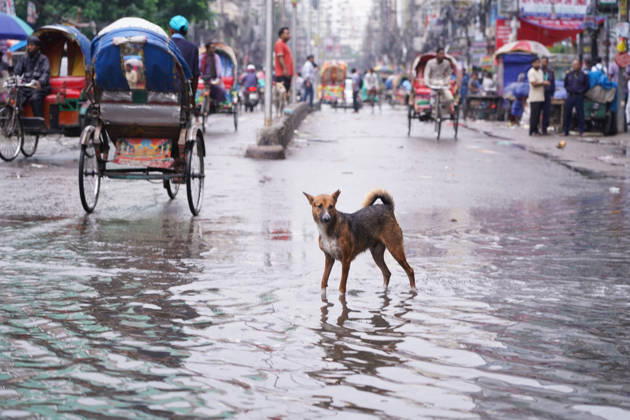 May 1, 2026, Dhaka, Dhaka, Bangladesh: DHAKA, BANGLADESH †May 1, 2026: After several hours of continuous rainfall, many small and major roads across the capital Dhaka were submerged, with water levels ranging from knee-deep to waist-deep in some areas. People forced to leave their homes for work faced severe difficulties, disrupting normal city life. Stray dogs and other animals were also left vulnerable in the flooded conditions. In many cases, clogged manholes filled with plastic waste and debris obstructed drainage systems, leading to widespread waterlogging. Dhaka Bangladesh - ZUMAk185 20260501_zip_k185_039 Copyright: xRubelxKarmakerx