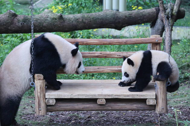 Giant Panda CHONGQING, CHINA - MAY 1, 2026 - Giant pandas Liangyue and Xiaoyueliang swing on the swing in Chongqing Zoo, China on May 1, 2026. Chongqing Chongqing China  Copyright: xCFOTOx i1777647921899