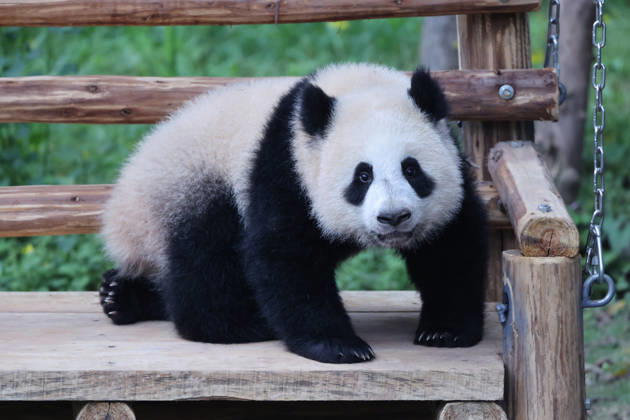 Giant Panda CHONGQING, CHINA - MAY 1, 2026 - Giant pandas Liangyue and Xiaoyueliang swing on the swing in Chongqing Zoo, China on May 1, 2026. Chongqing Chongqing China  Copyright: xCFOTOx i1777647922254