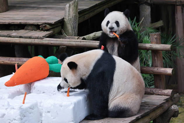 Giant Panda CHONGQING, CHINA - MAY 1, 2026 - Giant Panda Qisanmei and Haoqi Enjoy Snow Feast in Chongqing Zoo, China on May 1, 2026. Chongqing Chongqing China  Copyright: xCFOTOx i1777647923363